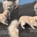 Golden Retriever Puppy Confidently Wanders Into a Family Reunion That Definitely Isn’t His