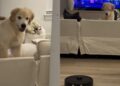 Golden Retriever Puppy Looks at Robot Vacuum With as Much Suspicion as Possible