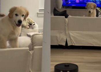 Golden Retriever Puppy Looks at Robot Vacuum With as Much Suspicion as Possible
