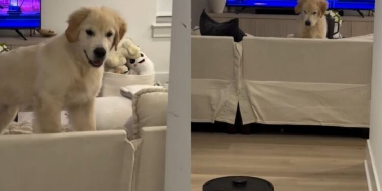 Golden Retriever Puppy Looks at Robot Vacuum With as Much Suspicion as Possible