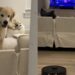 Golden Retriever Puppy Looks at Robot Vacuum With as Much Suspicion as Possible