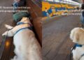 Golden Retriever Has a Train to Catch, but First a Nap