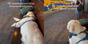 Golden Retriever Has a Train to Catch, but First a Nap