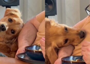 Golden Retriever Tries Not To Stare at Dad’s Food, but Her Head Movement Gives Her Away