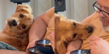 Golden Retriever Tries Not To Stare at Dad’s Food, but Her Head Movement Gives Her Away