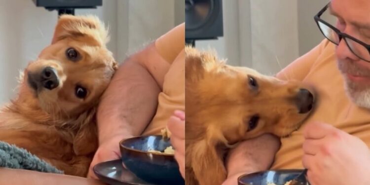 Golden Retriever Tries Not To Stare at Dad’s Food, but Her Head Movement Gives Her Away
