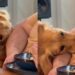 Golden Retriever Tries Not To Stare at Dad’s Food, but Her Head Movement Gives Her Away
