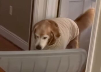 Senior Rescue Golden Retriever Brings Mom a Huge Lid — His Eagerness to Help Is Everything