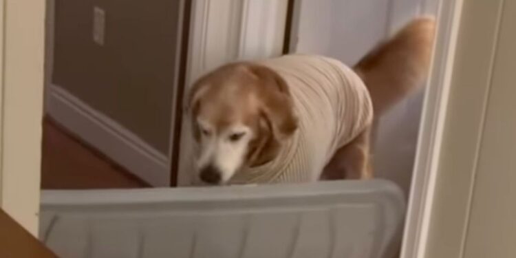 Senior Rescue Golden Retriever Brings Mom a Huge Lid — His Eagerness to Help Is Everything