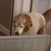 Senior Rescue Golden Retriever Brings Mom a Huge Lid — His Eagerness to Help Is Everything