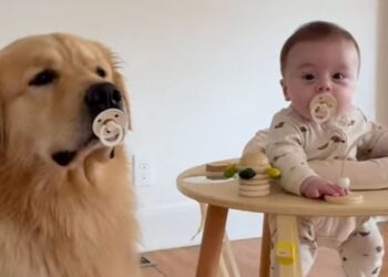 Golden Retriever Shows up for Baby Duty With a Pacifier in His Mouth