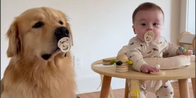 Golden Retriever Shows up for Baby Duty With a Pacifier in His Mouth