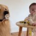 Golden Retriever Shows up for Baby Duty With a Pacifier in His Mouth