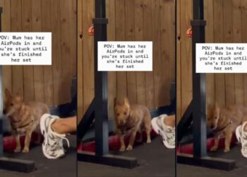 Dog’s Awkward Wait for Mom to Finish Exercising Feels Like Every Shy Gym-Goer