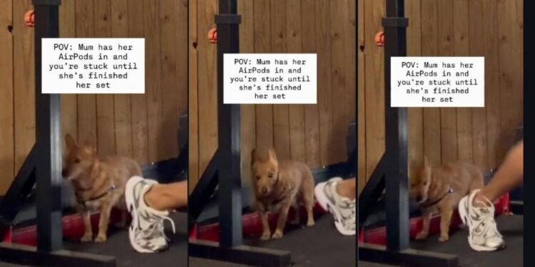 Dog’s Awkward Wait for Mom to Finish Exercising Feels Like Every Shy Gym-Goer