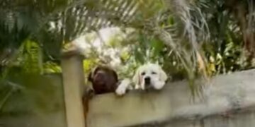 Neighbor’s Dogs Have the Sweetest Way of Showing They’re Ready for a Visit
