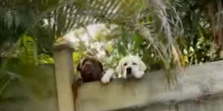 Neighbor’s Dogs Have the Sweetest Way of Showing They’re Ready for a Visit