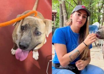 Longest-Resident Shelter Dog Watches Countless Others Leave, Still Waits To Be Chosen