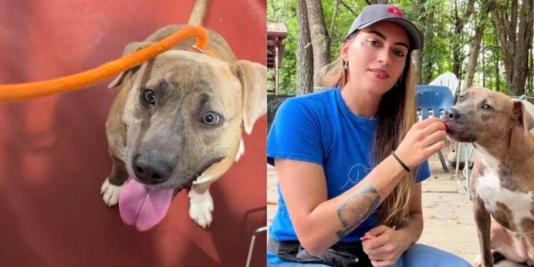 Longest-Resident Shelter Dog Watches Countless Others Leave, Still Waits To Be Chosen