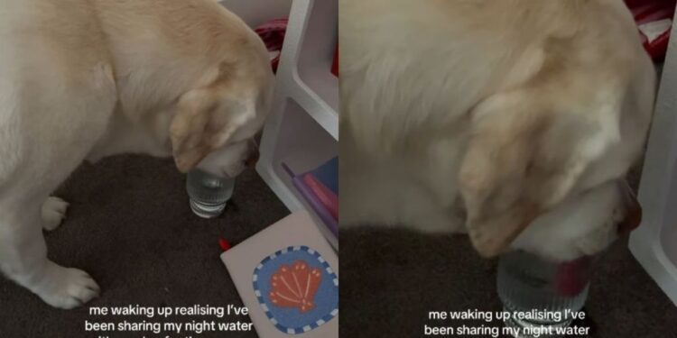 Dog Gets Caught Using Mom’s Water Glass Like Her Own Personal Bedside Bowl
