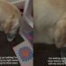 Dog Gets Caught Using Mom’s Water Glass Like Her Own Personal Bedside Bowl