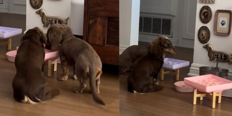 Dogs Share One Bowl at a Time, Making the Second a Backup Course
