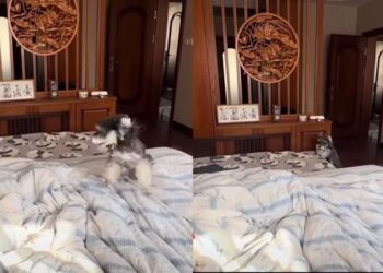Dog Treats Waking Up His Human Like a Job He Absolutely Cannot Skip