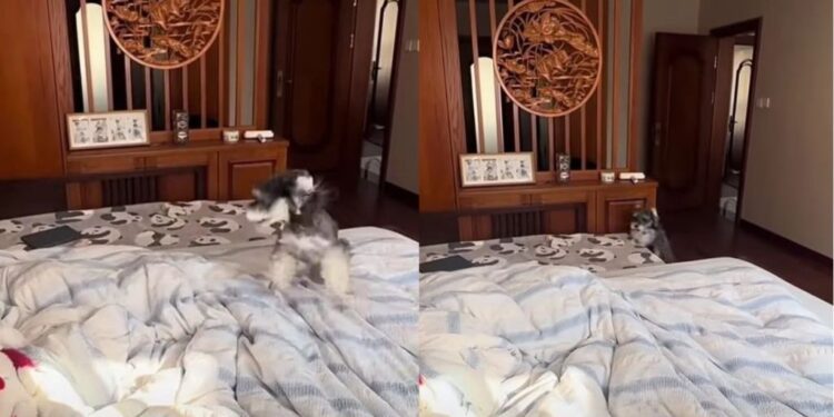 Dog Treats Waking Up His Human Like a Job He Absolutely Cannot Skip