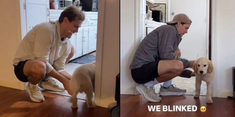 Golden Retriever Puppy Was Small Enough to Scoop Up, Then Suddenly He Wasn’t