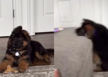 Puppy Looks at Big Sister Like a Hero, but Following Her Lead Does Not Go To Plan