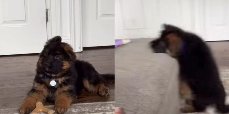 Puppy Looks at Big Sister Like a Hero, but Following Her Lead Does Not Go To Plan