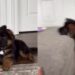 Puppy Looks at Big Sister Like a Hero, but Following Her Lead Does Not Go To Plan