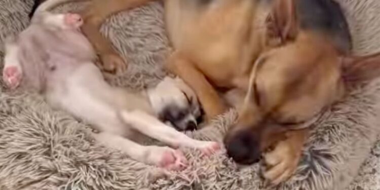 Rescue Dog Has the Sweetest Habit of Seeking Out His Tiny Puppy Sibling for Naps