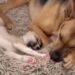 Rescue Dog Has the Sweetest Habit of Seeking Out His Tiny Puppy Sibling for Naps