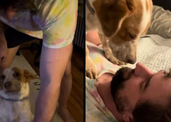 Rescue Dog Has Decided Stairs Are His Owner’s Problem, Not His