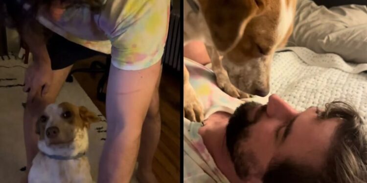 Rescue Dog Has Decided Stairs Are His Owner’s Problem, Not His