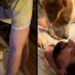 Rescue Dog Has Decided Stairs Are His Owner’s Problem, Not His