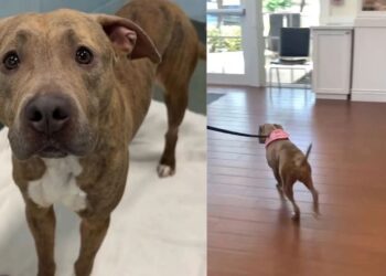 Rescue Dog Walks Into Her Next Chapter & Her New Family’s Loving Update Is Worth the Wait