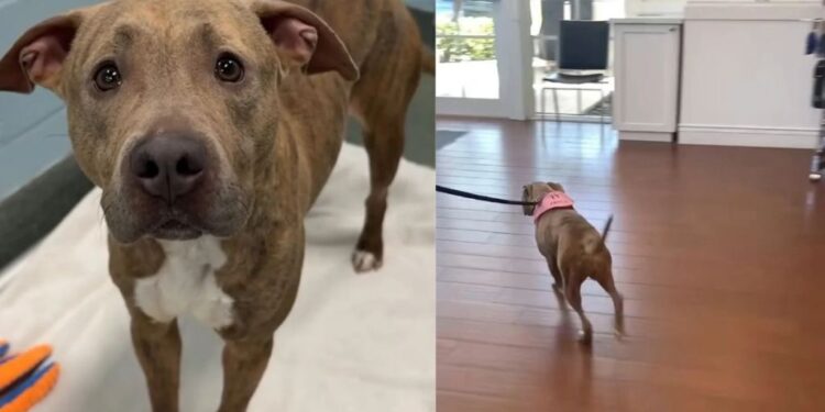 Rescue Dog Walks Into Her Next Chapter & Her New Family’s Loving Update Is Worth the Wait