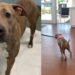 Rescue Dog Walks Into Her Next Chapter & Her New Family’s Loving Update Is Worth the Wait