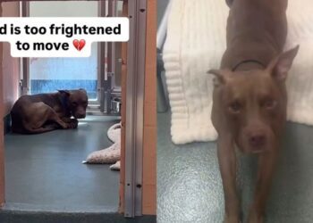 Shelter Dog Hides at the Back of His Kennel, but Wants Someone to Make Him Feel Safe