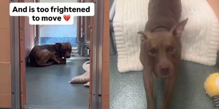 Shelter Dog Hides at the Back of His Kennel, but Wants Someone to Make Him Feel Safe