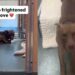 Shelter Dog Hides at the Back of His Kennel, but Wants Someone to Make Him Feel Safe