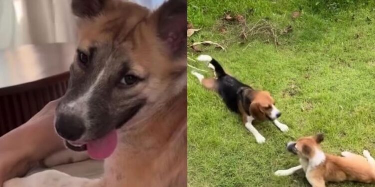 Rescue Dog Walks Into a Happy New Life — Once Unable To Move, She Now Has a Loving Home