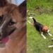 Rescue Dog Walks Into a Happy New Life — Once Unable To Move, She Now Has a Loving Home