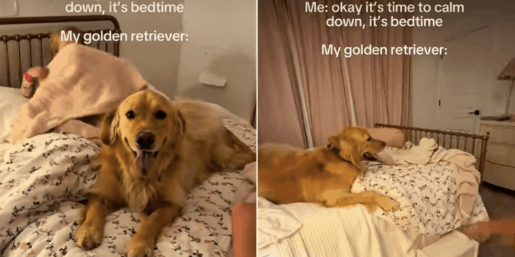 Golden Retriever Has No Interest in Calming Down When Everyone Else Is Ready for Bed