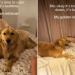 Golden Retriever Has No Interest in Calming Down When Everyone Else Is Ready for Bed