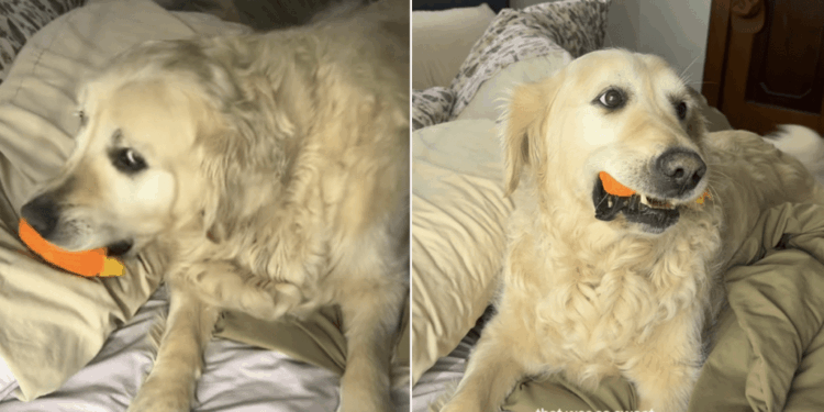 Senior Rescue Golden Retriever Looks Right at Home With a Toy & Mom’s Bed to Himself