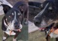 Senior Dog Faces Shelter Life Again at 14 — Then Someone Gives His Story a Beautiful Turn