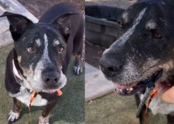 Senior Dog Faces Shelter Life Again at 14 — Then Someone Gives His Story a Beautiful Turn